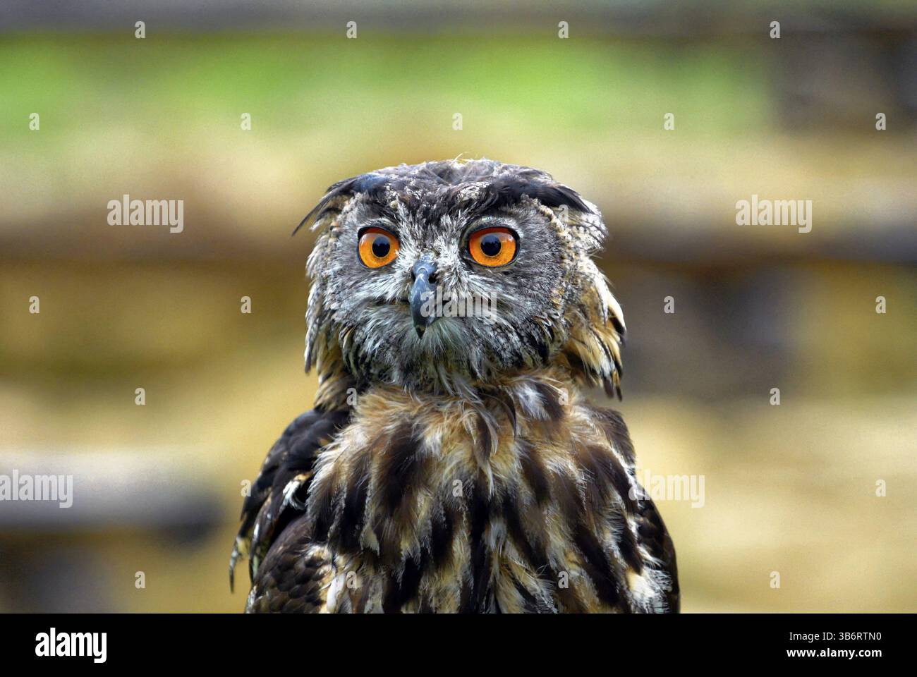 Gufo giovane aquila (bubo bubo), ritratto, gufo giovane aquila nella falconeria Neunkirchen, Saarland, Germania, Europa Foto Stock