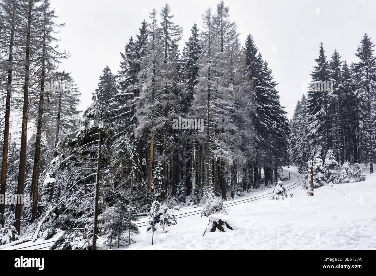 Ferrovia a scartamento ridotto di Harz, Brockenbahn, pista vuota in un paesaggio innevato, foresta di abeti rossi, clima invernale tremendo, Schierke, Wernigerode, Brocken, Harz Nat Foto Stock