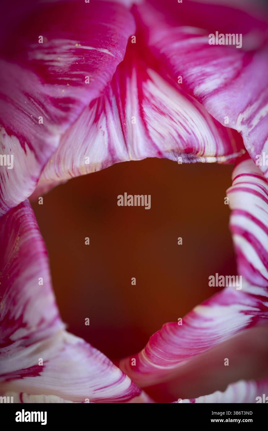 Dettaglio, fiore rosa-rosso-bianco, tulipano (Tulipa) Foto Stock