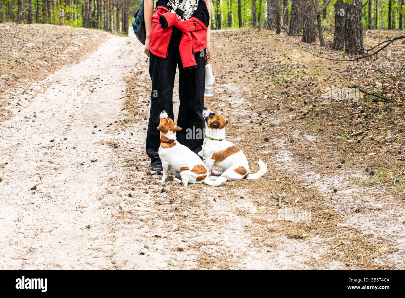 squadra accanto a jack russell terriers a fare una passeggiata. Formazione ed educazione alla cinologia degli animali domestici Foto Stock
