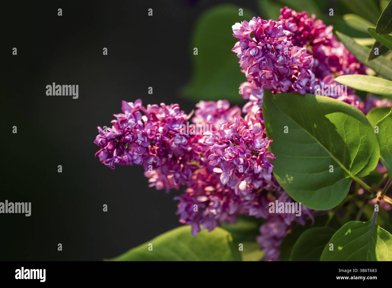 Lilla comune (Sydding vulgaris), fiori viola, Germania, Europa Foto Stock