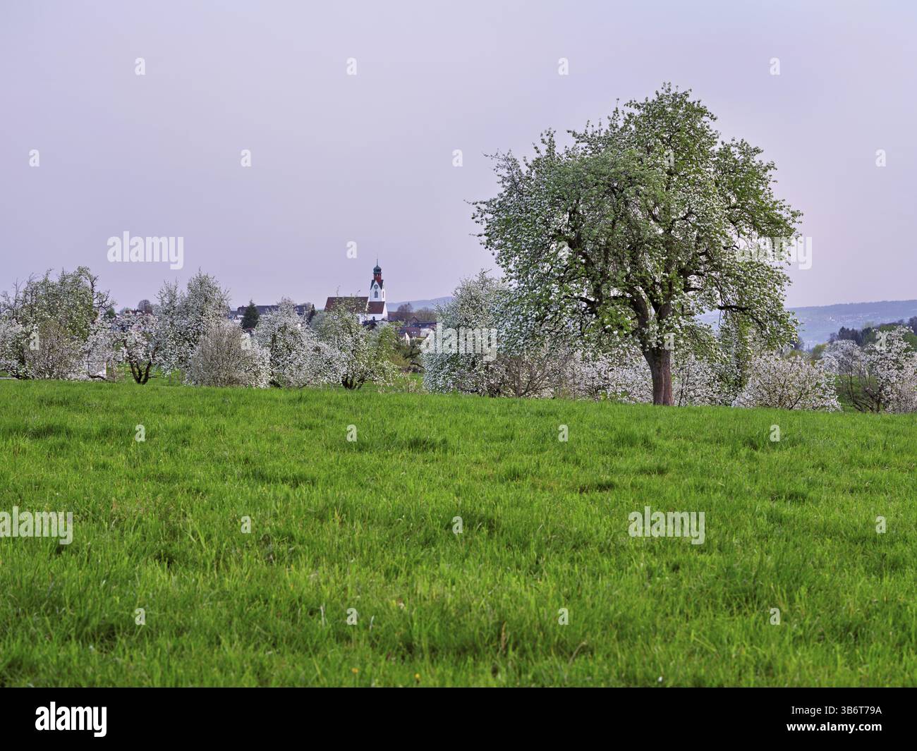 Pere fiorite (Pyrus communis), dietro la chiesa nel villaggio di Beinwil, Freiamt, Canton Argovia, Svizzera, Europa Foto Stock