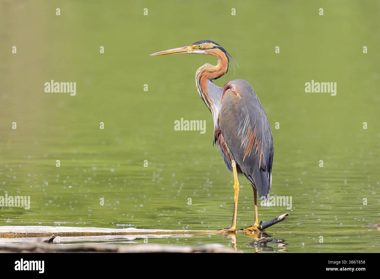 Airone viola (Ardea purpurea), in piedi su un ramo in acqua, fauna selvatica, uccelli, aironi, uccelli rari da riproduzione, uccello migratorio, Waghaeusel, Baden-Wuertt Foto Stock