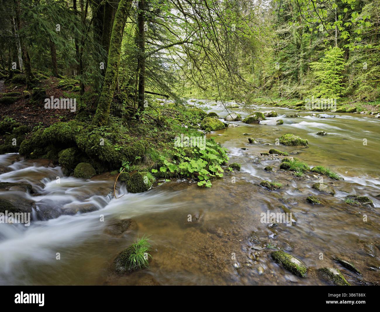 Pietre ricoperte di muschio sul fiume Sihl, Sihlsprung, Menzingen, Canton Zug, Svizzera, Europa Foto Stock
