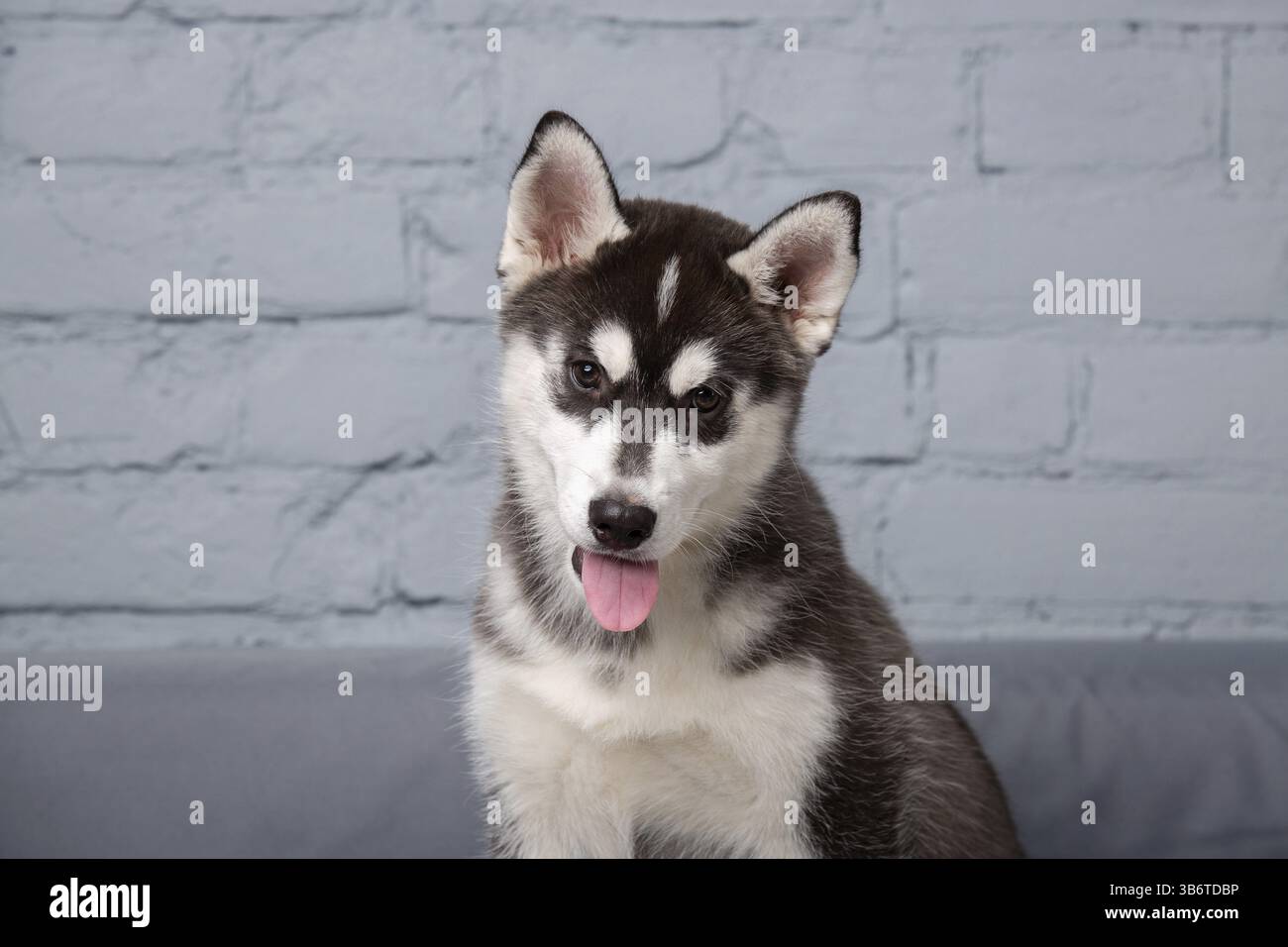 Ritratto di giovane bel simpatico cane di Husky siberiano gode sul divano tessile grigio a casa. Faccia sorridente del cane allevato puro domestico con le orecchie appuntite. Lo Foto Stock