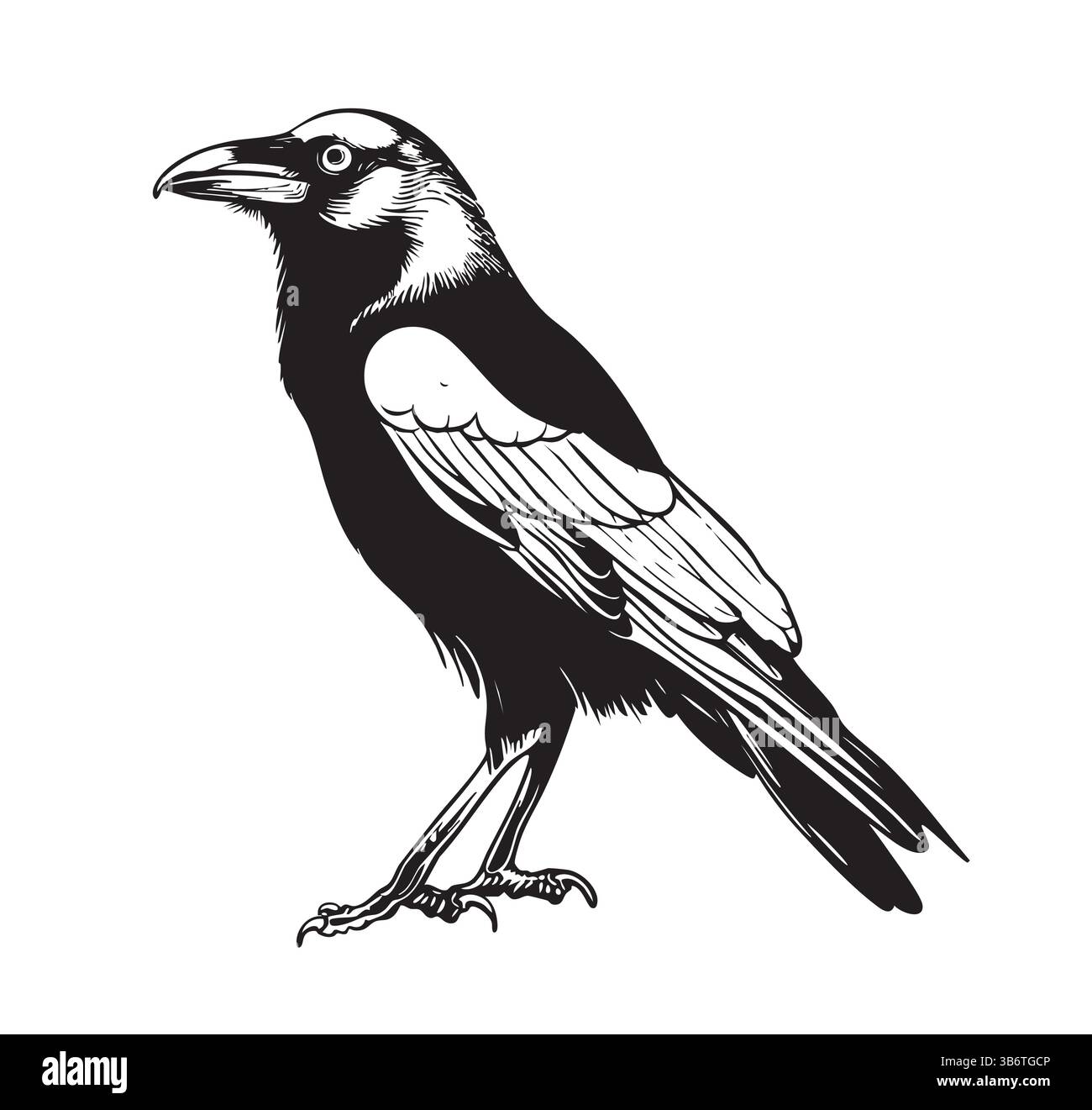 Illustrazioni degli uccelli corvi. Disegna semplici schizzi di animali e natura. Disegni vettoriali monocromatici in bianco e nero. Illustrazione Vettoriale