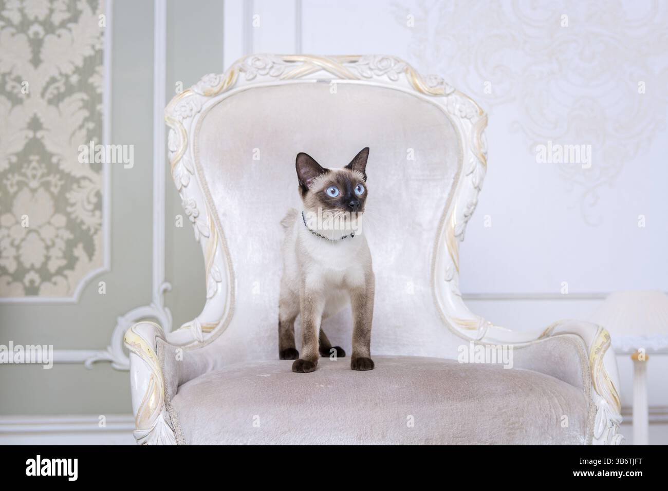 Bella due-tono di gatto, Mekong Bobtail razza, in posa su un costoso vintage in cattedra all'interno della Provenza. Gatto e collana sul collo Foto Stock