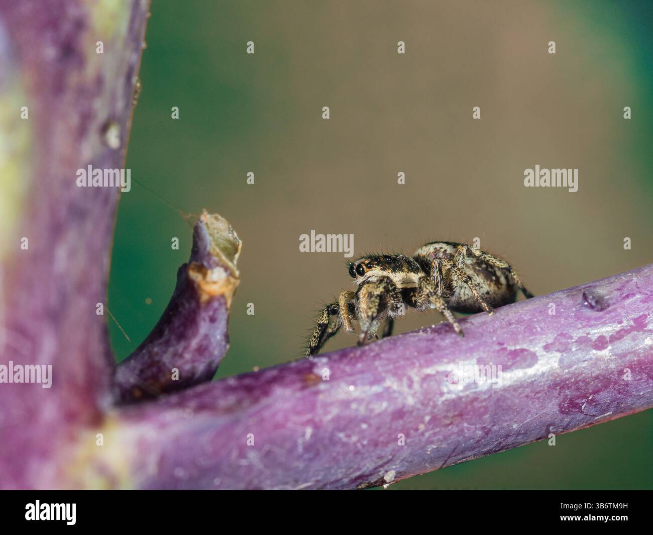 Ragno zebra comune femminile, Salticus scenicus, che caccia a broccoli germogliati viola in un giardino di Plymouth, Regno Unito Foto Stock