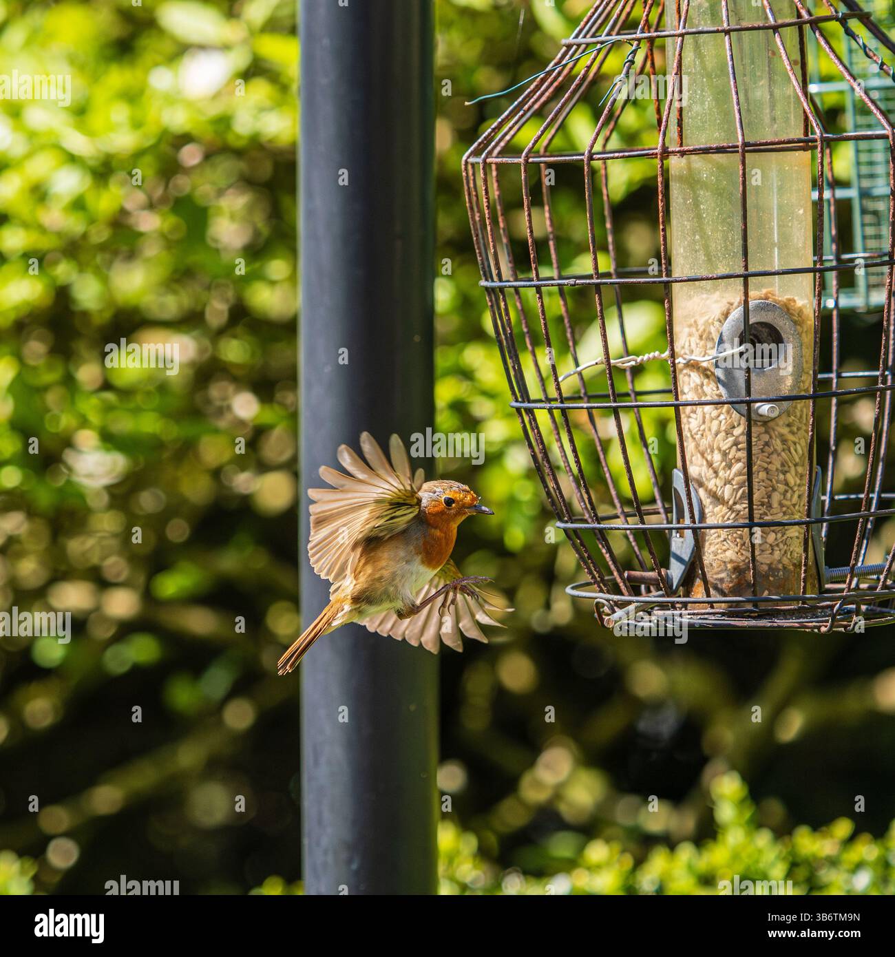 robin europeo, erithacus rubecula, in volo verso un Feed in un giardino di Plymouth, Regno Unito Foto Stock robin europeo, erithacus rubecula, in volo verso un Feed in un giardino di Plymouth, Regno Unito Foto Stock