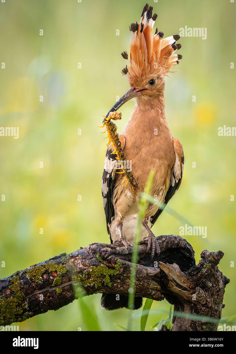 Hoopoe che camminava per la laguna in cerca di cibo Foto Stock