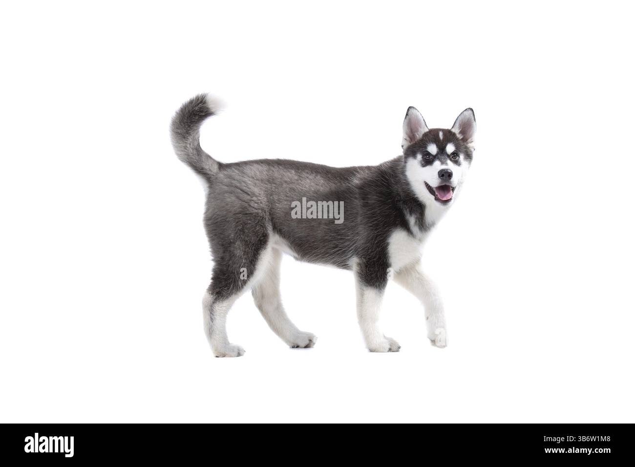 Divertente cucciolo di lana bianco-nero cucciolo di husky femmina su sfondo bianco isolato in studio. Faccia sorridente di cane domestico di razza pura con punta ea Foto Stock
