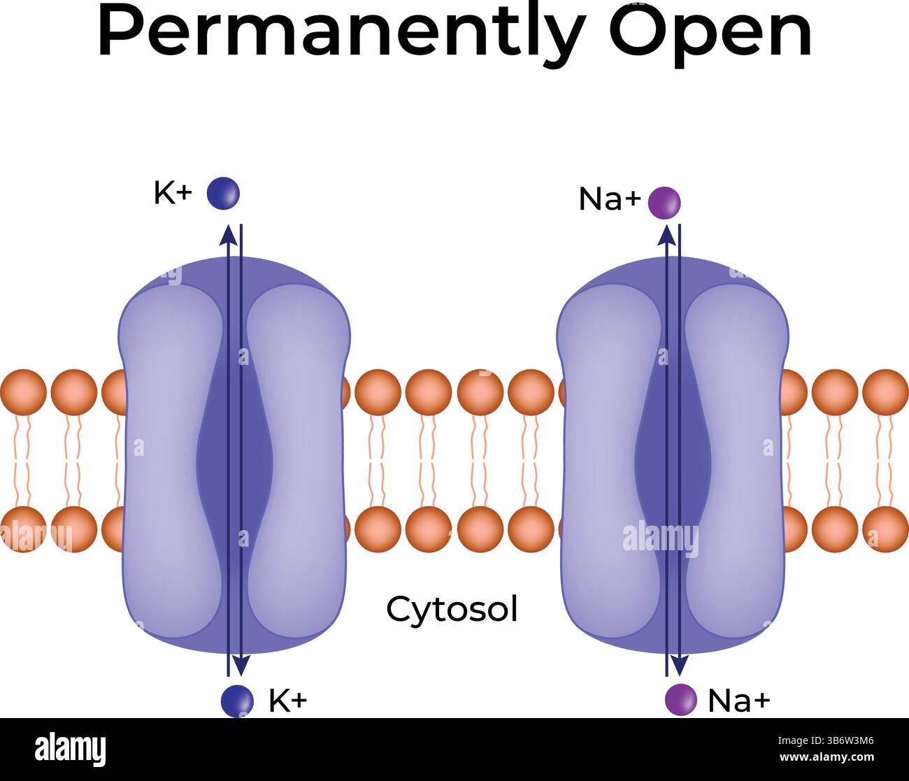 Illustrazione del vettore di progettazione dei canali ionici permanentemente aperti Illustrazione Vettoriale