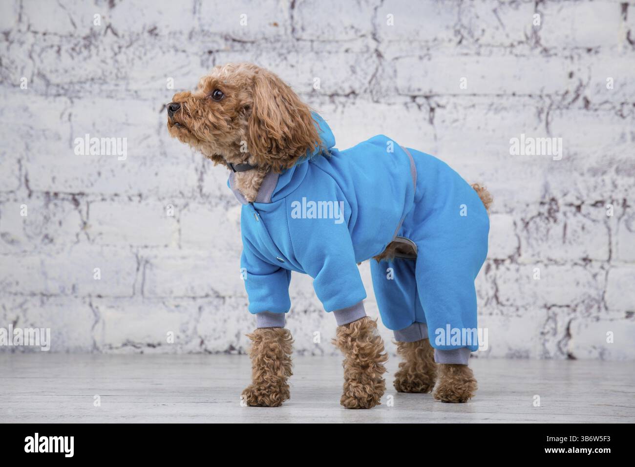 Piccolo simpatico cane di colore marrone con capelli ricci di razze giocattolo a forma di barboncino che si posa in abiti per cani. Accessori per soggetti e abiti alla moda per animali domestici. Foto Stock