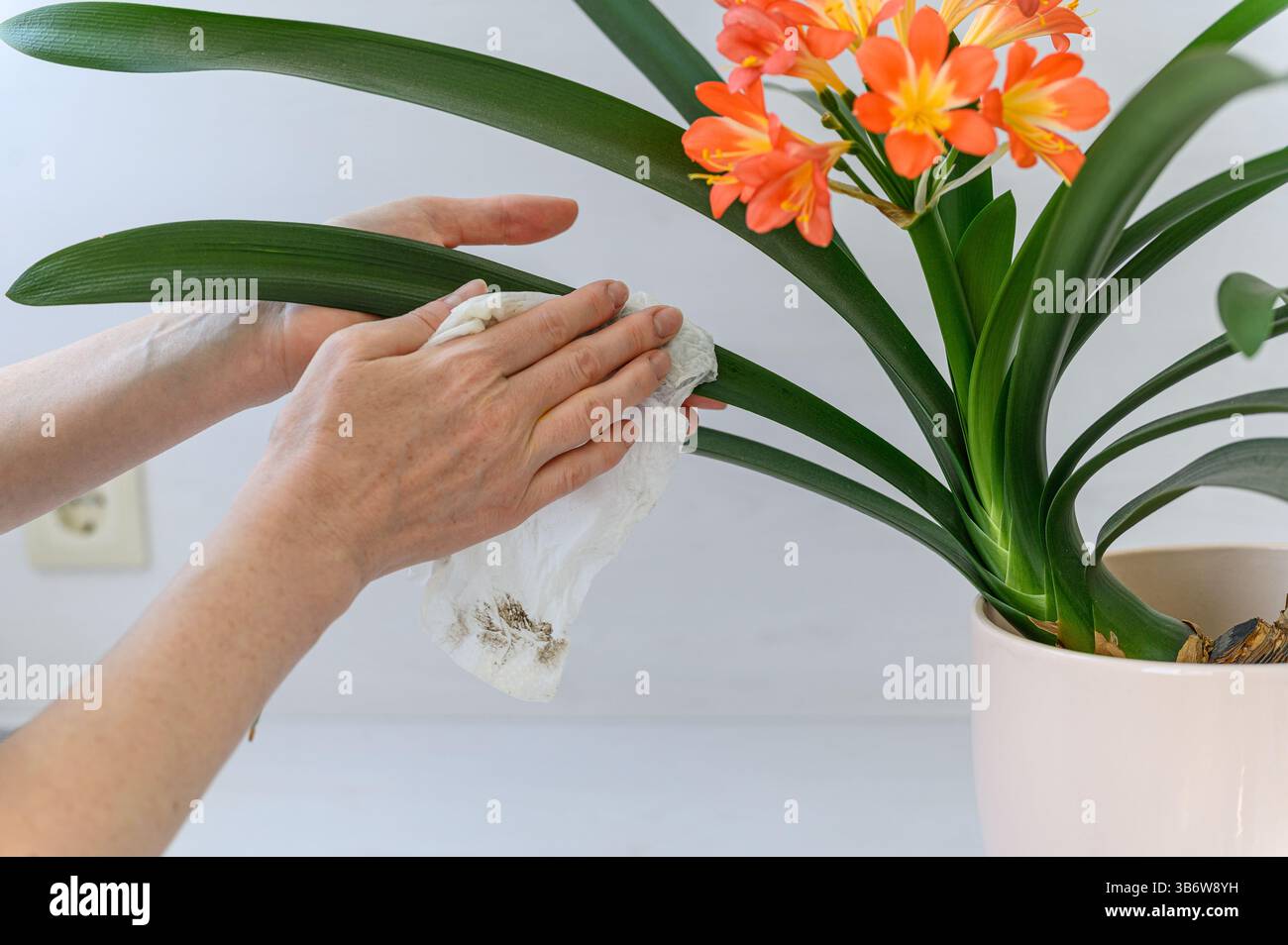 Primo piano di mani femminili che puliscono la polvere dalle foglie verdi di una pianta di clivia in fiore in un vaso bianco. Fiori di arancio brillante, sfondo bianco. Foto Stock