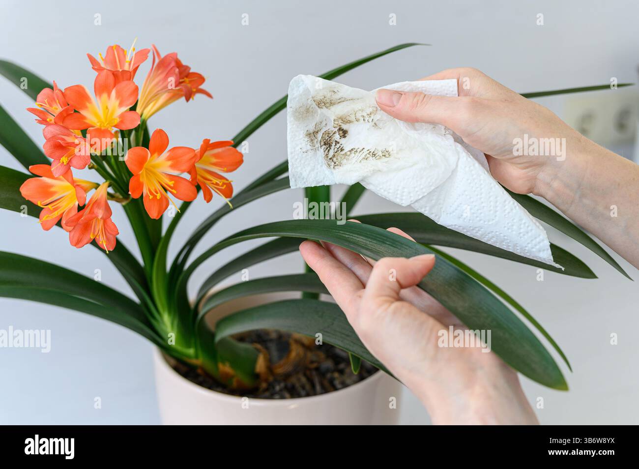 Primo piano di mani femminili che puliscono foglie verdi polverose di una pianta della clivia in fiore utilizzando un tessuto bianco in interni. Fiori di arancio brillante, sfondo bianco. Foto Stock
