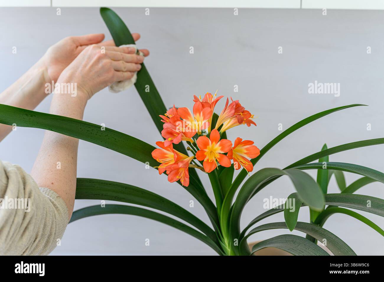 Primo piano di mani femminili che puliscono la polvere dalle foglie verdi di una pianta di clivia in fiore in un vaso bianco. Fiori di arancio brillante, sfondo bianco. Foto Stock