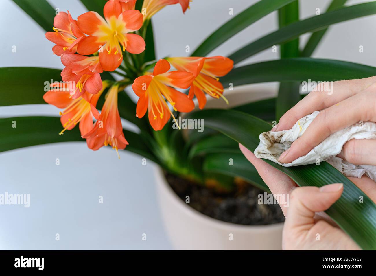 Primo piano di mani femminili che puliscono foglie verdi di clivia arancione in fiore con un panno bianco. Foto Stock