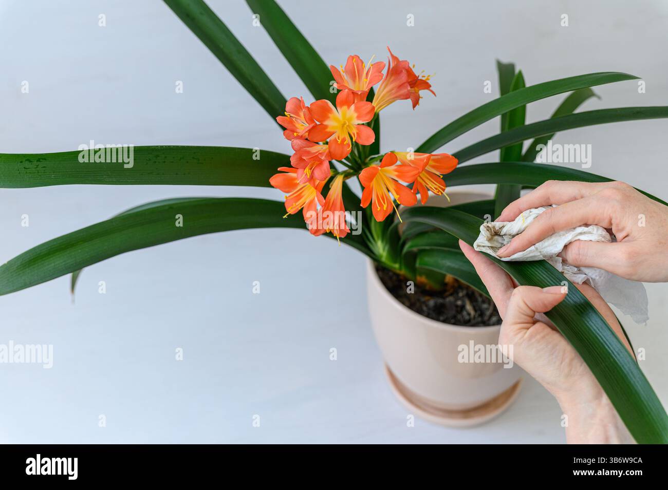 Primo piano di mani femminili che puliscono foglie verdi di clivia arancione in fiore con un panno bianco. Foto Stock