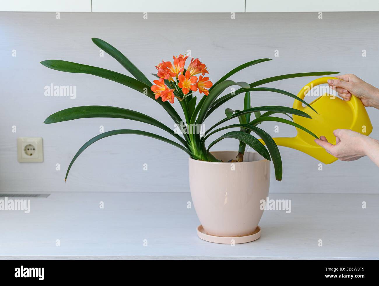 Vista laterale delle mani femminili che utilizzano una bomboletta gialla per innaffiare una pianta di clivia arancione in fiore in una pentola di ceramica. Scena interna con sfondo bianco Foto Stock