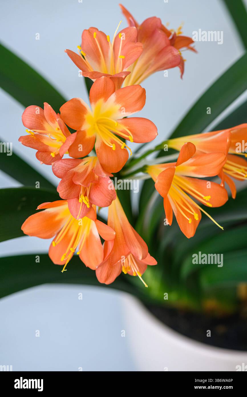 Primo piano di fiori di clivia arancione in fiore con stami gialli. Foto Stock