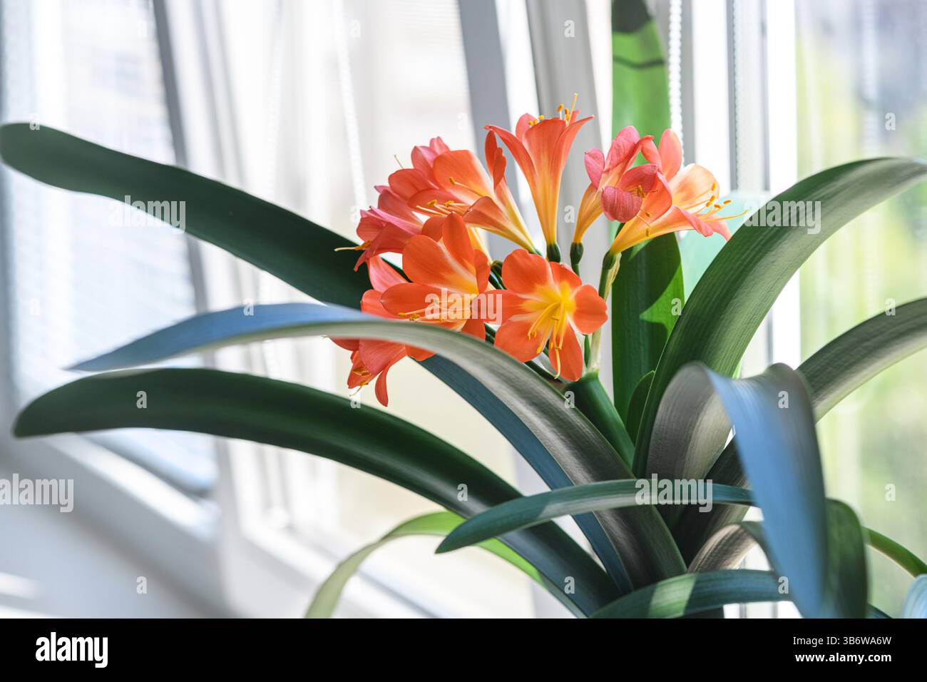 Fioritura di fiori di clivia arancione con foglie verdi rigogliose poste su un davanzale. La luce del sole che attraversa la finestra mette in luce petali e foglie, Foto Stock
