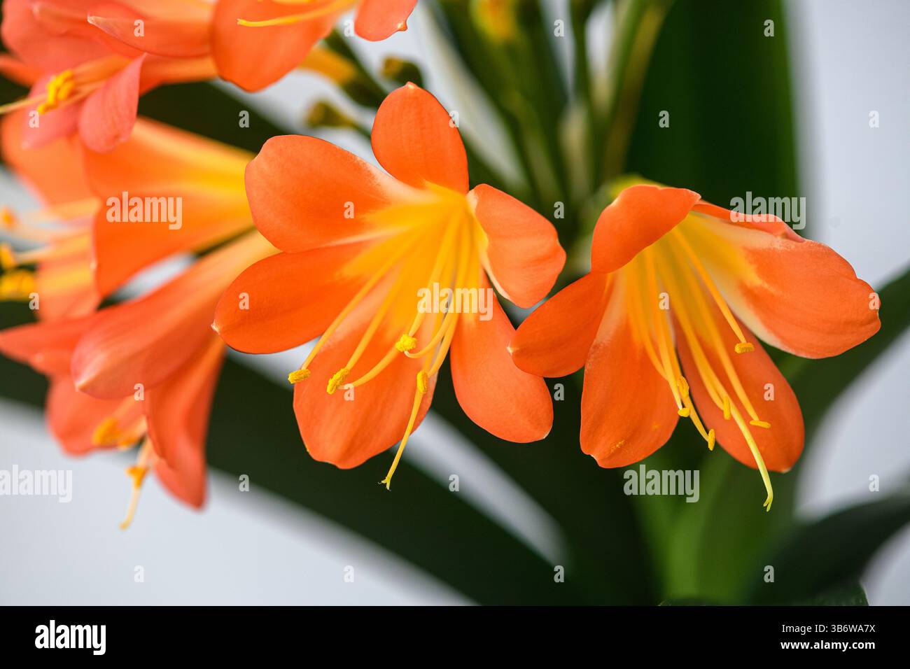 Foto macro di fiori di clivia arancione in fiore con stami gialli. Petali luminosi, foglie verdi sullo sfondo, luce soffusa per interni, messa a fuoco dei dettagli Foto Stock