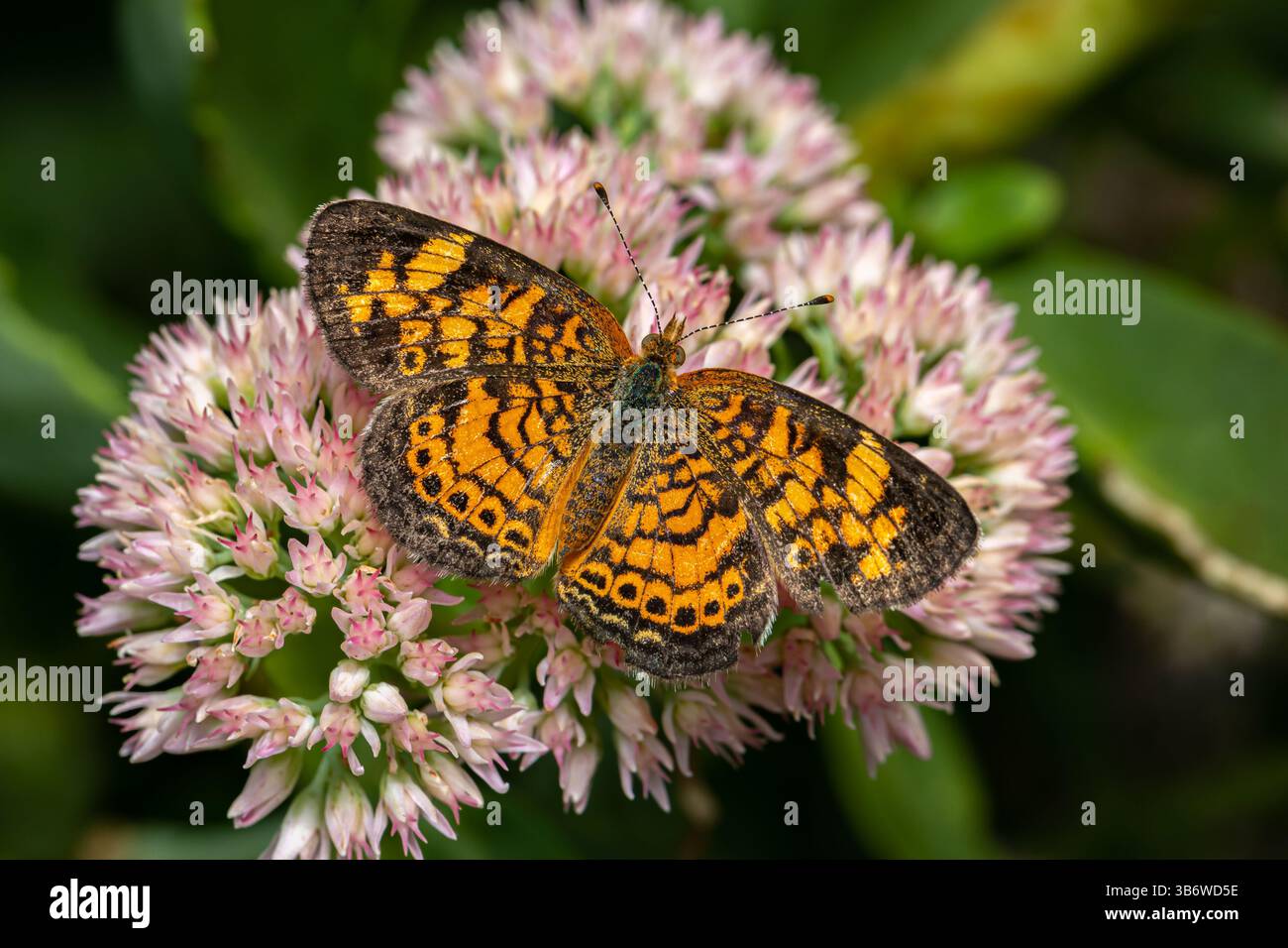 Farfalla Pearl Crescent sul fiore del Sedum. Conservazione di insetti e natura, habitat degli impollinatori e giardino fiorito. Foto Stock