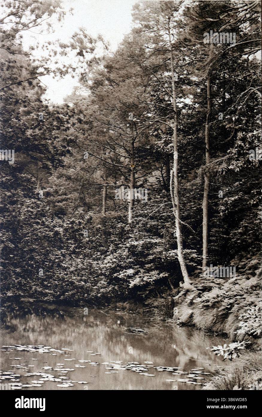 Branksome Chine, Bournemouth, Inghilterra. Un ambiente naturale e affollato con alberi, vegetazione e un lago. Pubblicato da LL (Léon & Lévy), all'inizio degli anni '1900 Da una selezione di cartoline varie dell'inizio del XX secolo. Foto Stock
