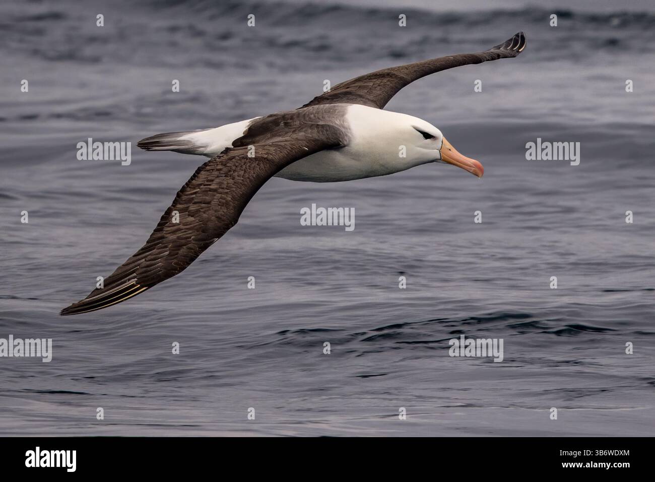 Un albatross con le sopracciglia nere scivola senza sforzo nel suo regno pelagico. Foto Stock