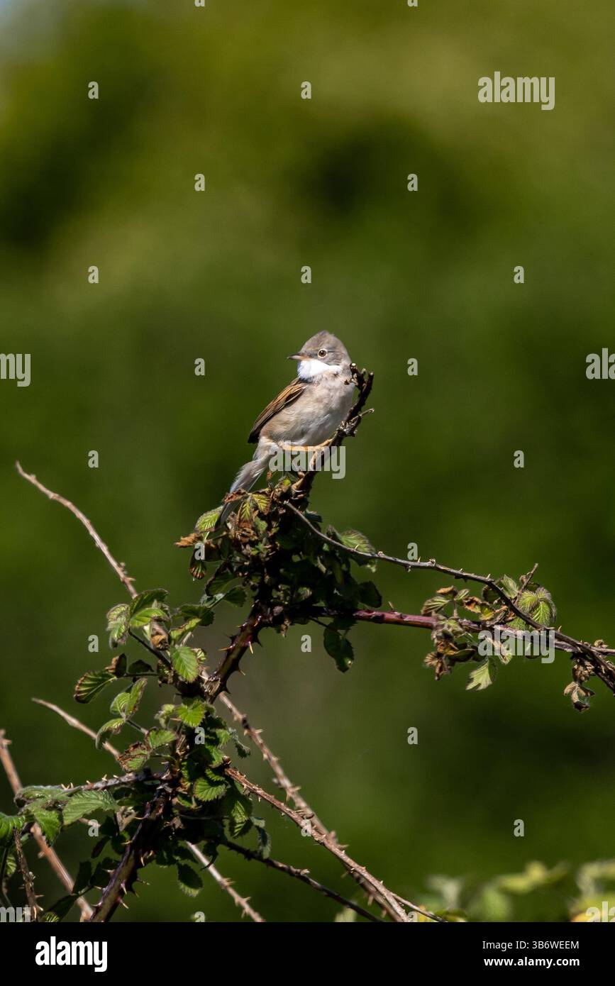 Una Curruca Communis, nota anche come Greater Whitethroat, con una bassa profondità di campo Foto Stock