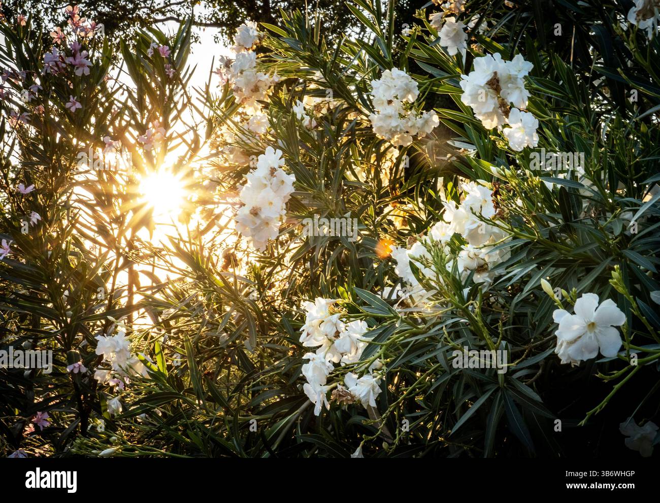 Una vibrante scena di fiori bianchi in fiore tra lussureggianti fogliame verde, illuminata dal caldo bagliore del sole che sbircia attraverso le foglie. Foto Stock