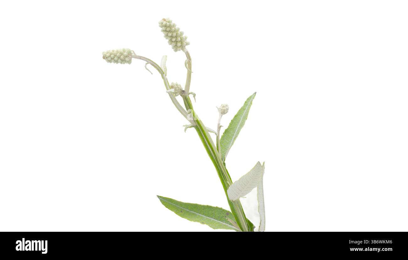 Blackroot - Pterocaulon pycnostachyum - trovato statewwide in Florida in una varietà di soleggiati habitat montani. Fiore macro frutta primo piano alta risoluzione Foto Stock