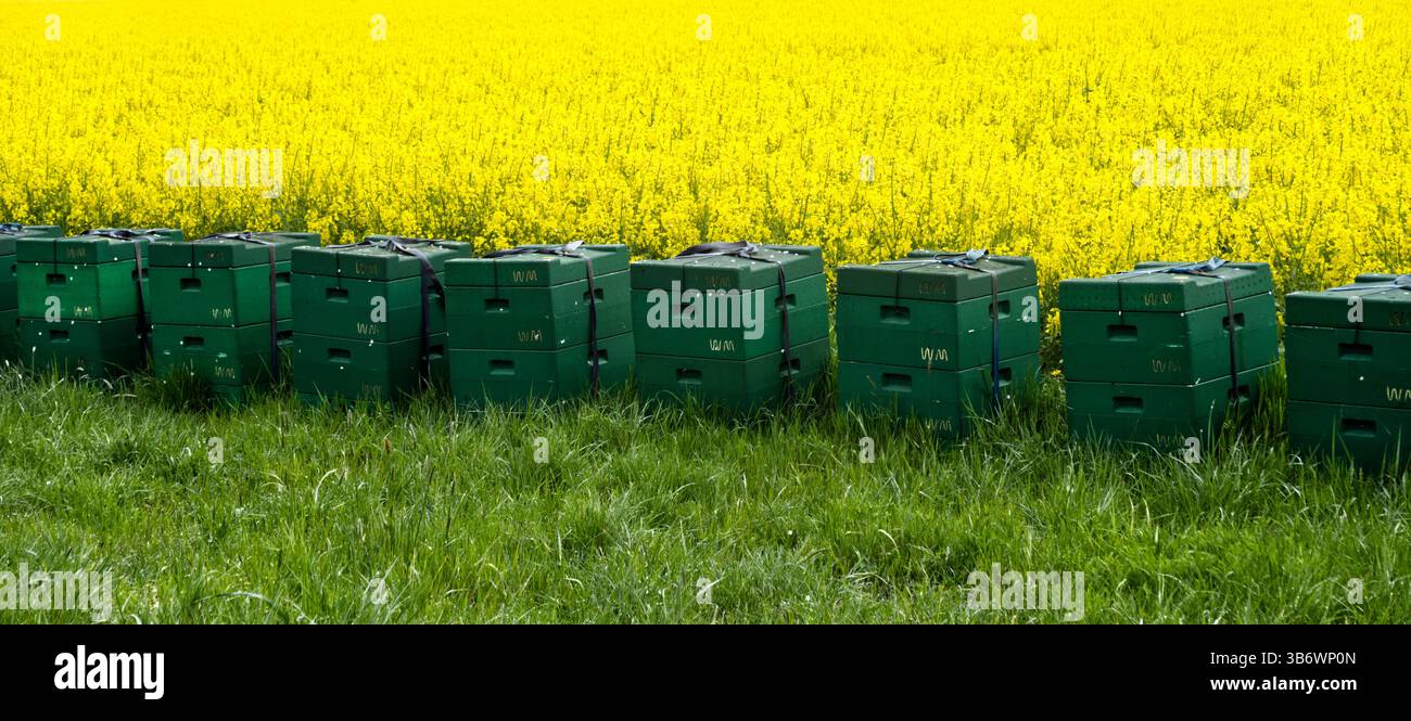 Gli alveari verdi sono collocati in un vivace campo di colza, pronto per la produzione di miele, che mette in mostra il legame tra agricoltura e apicoltura Foto Stock