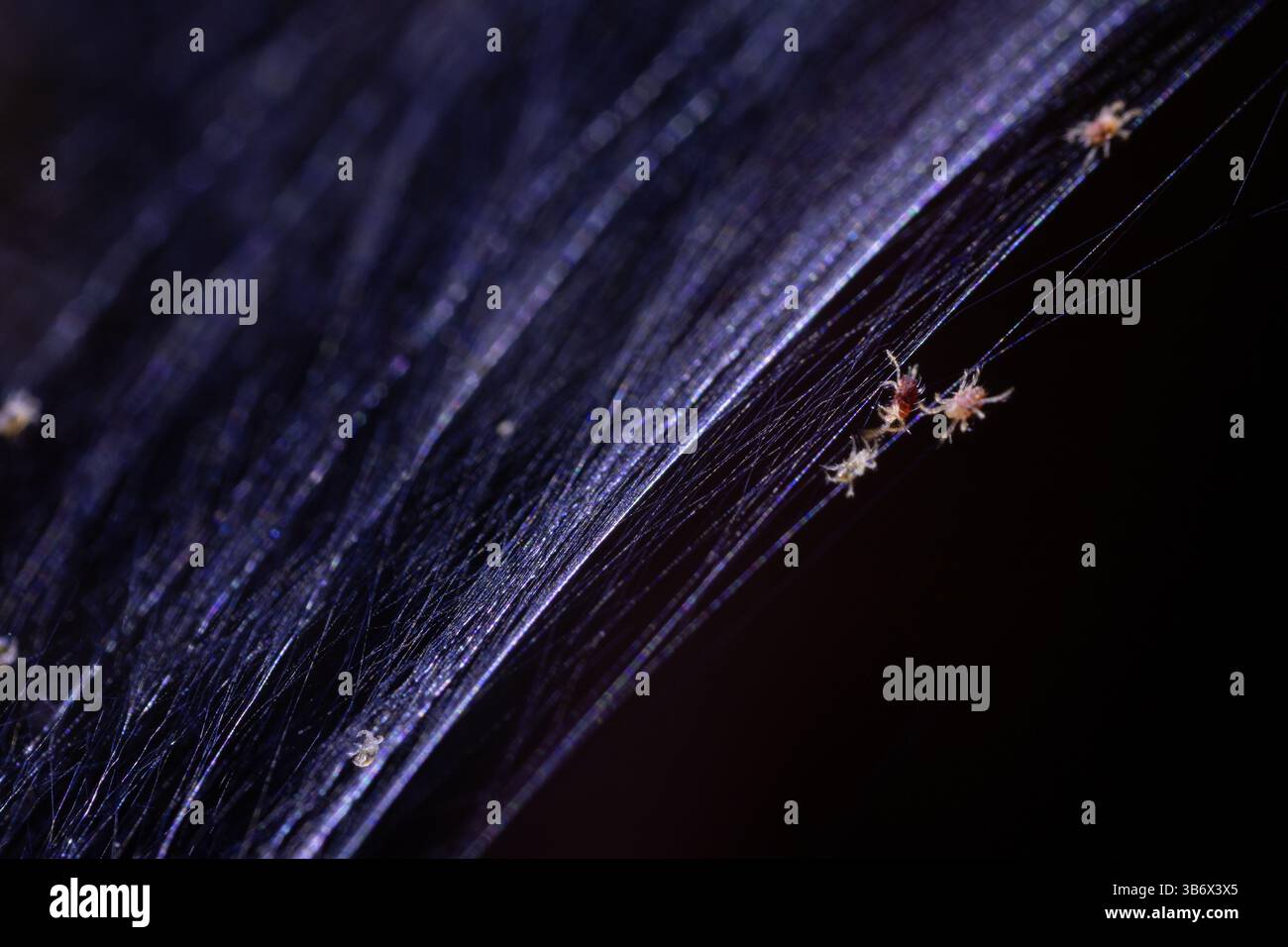 Tetranychus orticae acaro rosso ragno o acaro ragno a due macchie, specie di acaro che alimenta le piante. il più piccolo parassita vegetale, ingrandito più volte, da macr Foto Stock