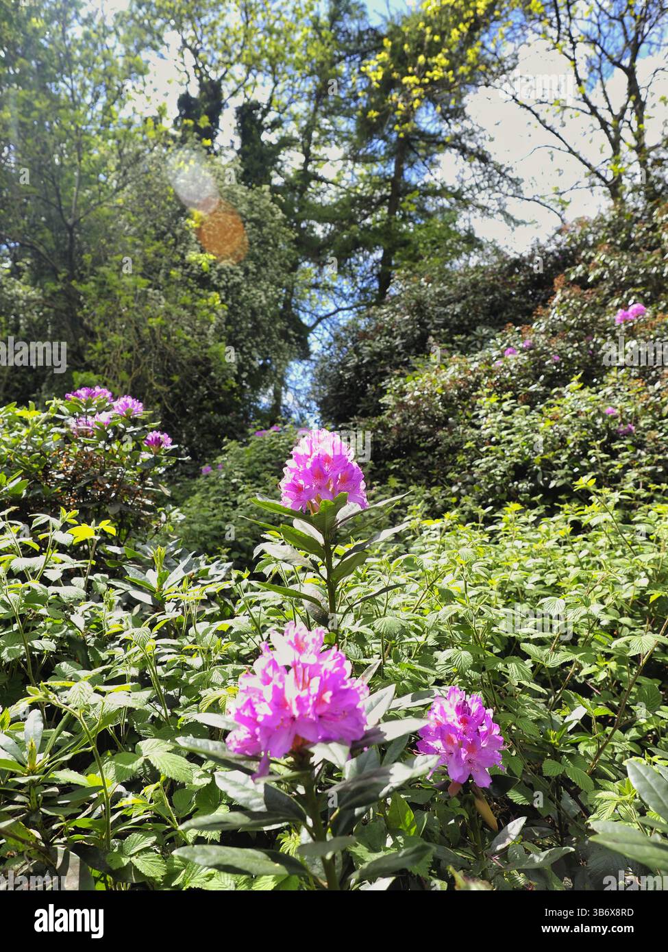 Fioritura di rododendro Foto Stock