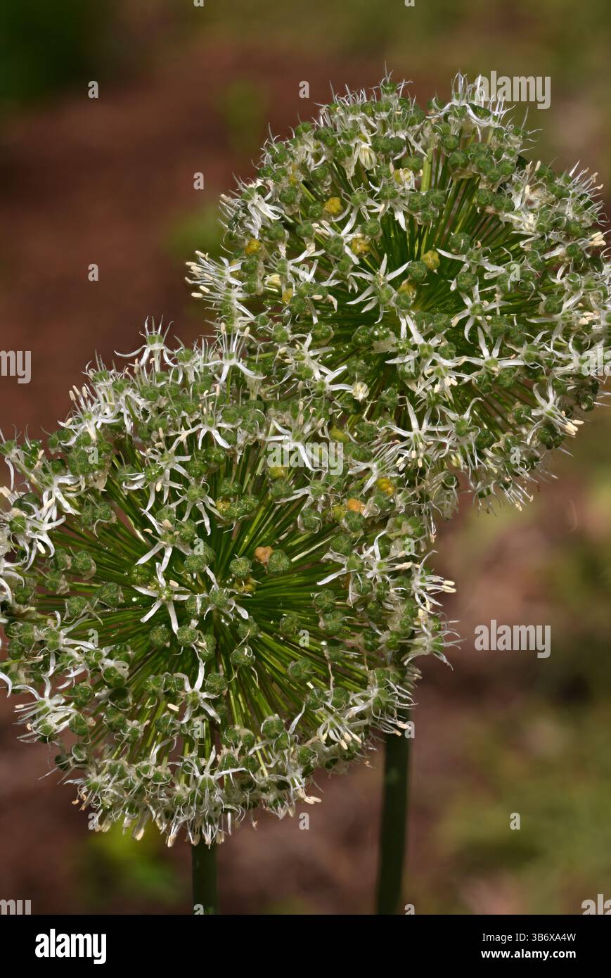 Vista ravvicinata della fioritura della cipolla ornamentale gigante (Allium Giganteum). Palle di fiori di Allium in fiore. Foto Stock