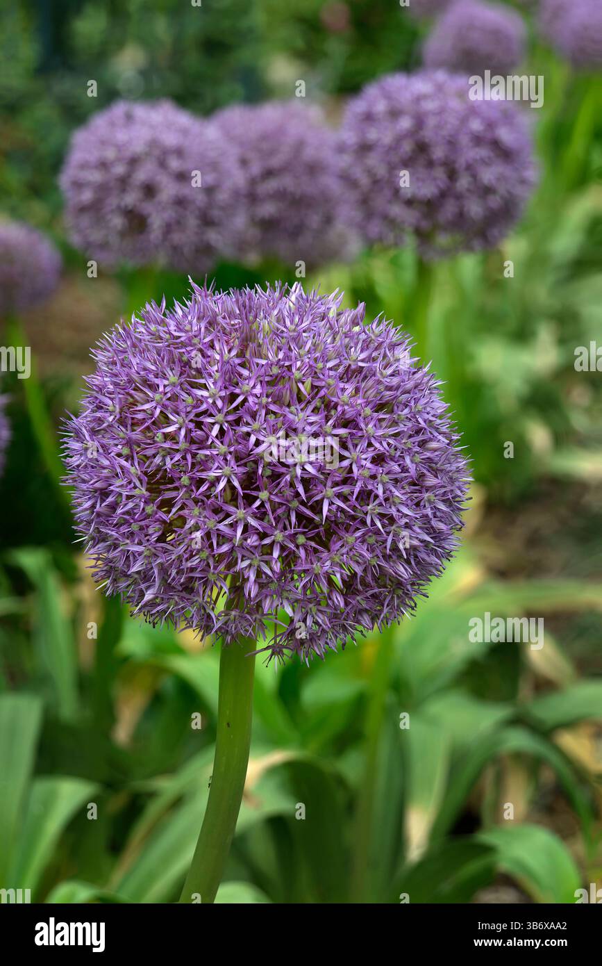 Fiori viola di cipolla ornamentale gigante (Allium Giganteum). Palle di fiori di Allium in fiore. Foto Stock