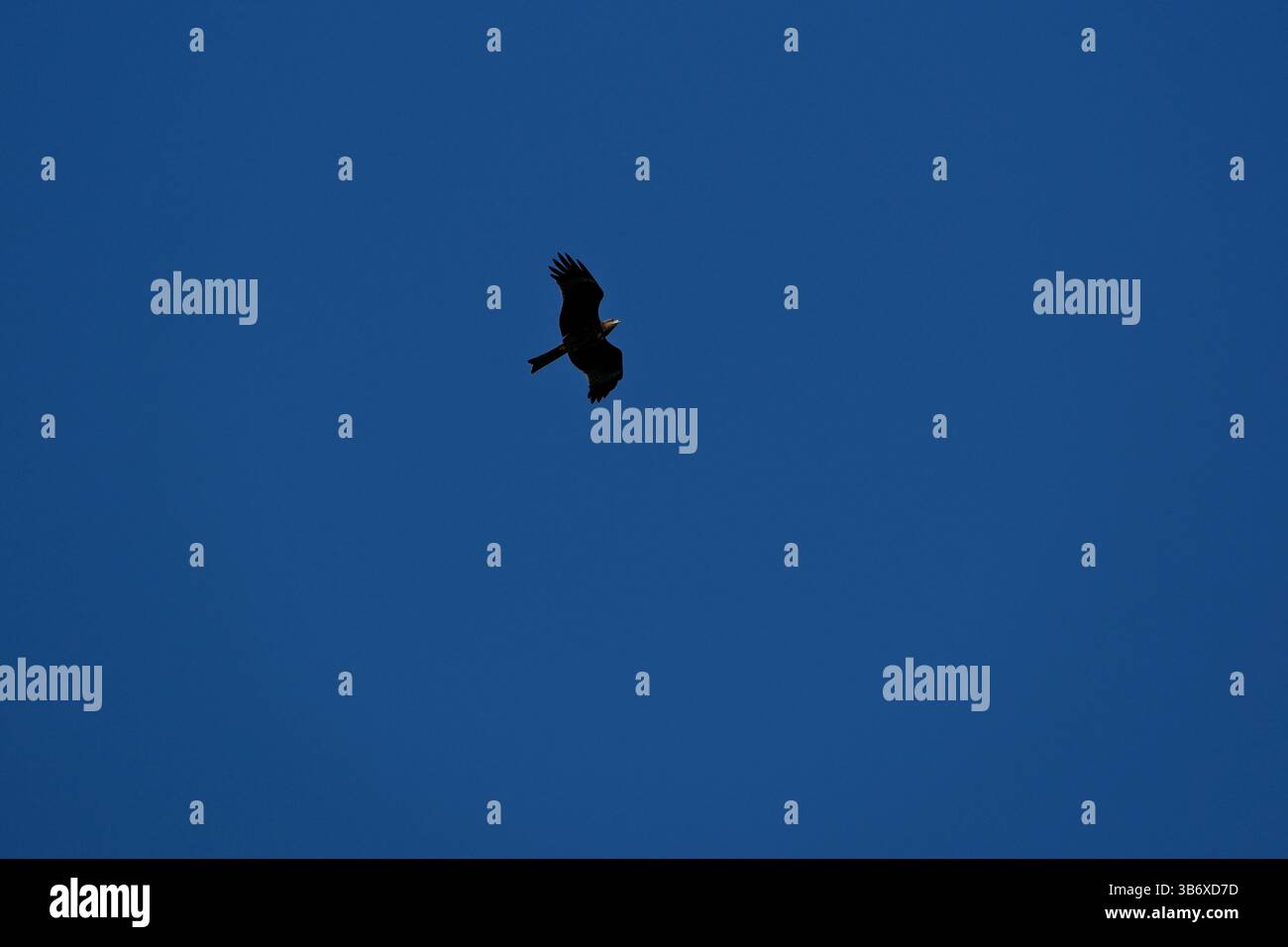 Silhouette di un rapace che vola nel cielo blu. Flying Black Kite (Milvus migrans) in un cielo blu Foto Stock