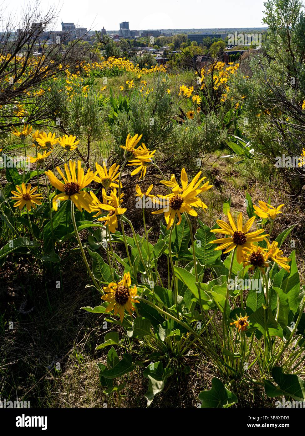Skyline di Boise con fiori selvatici gialli Foto Stock