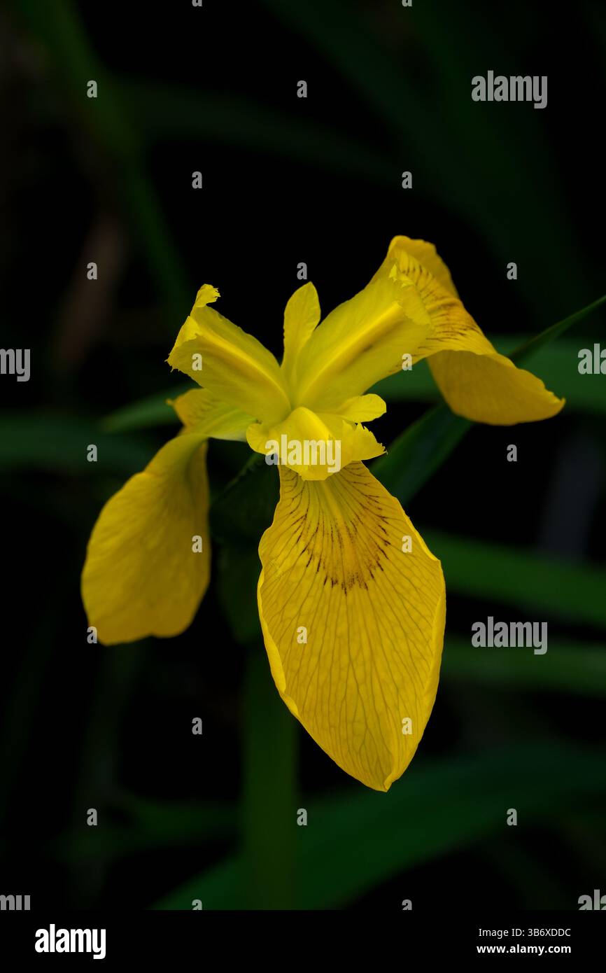 Iris pseudacorus, noto anche come Iris giallo. Fiore di Iris giallo sullo sfondo delle foglie verdi Foto Stock