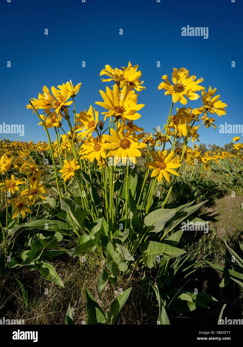 Cielo blu e fiori selvatici gialli in natura Foto Stock