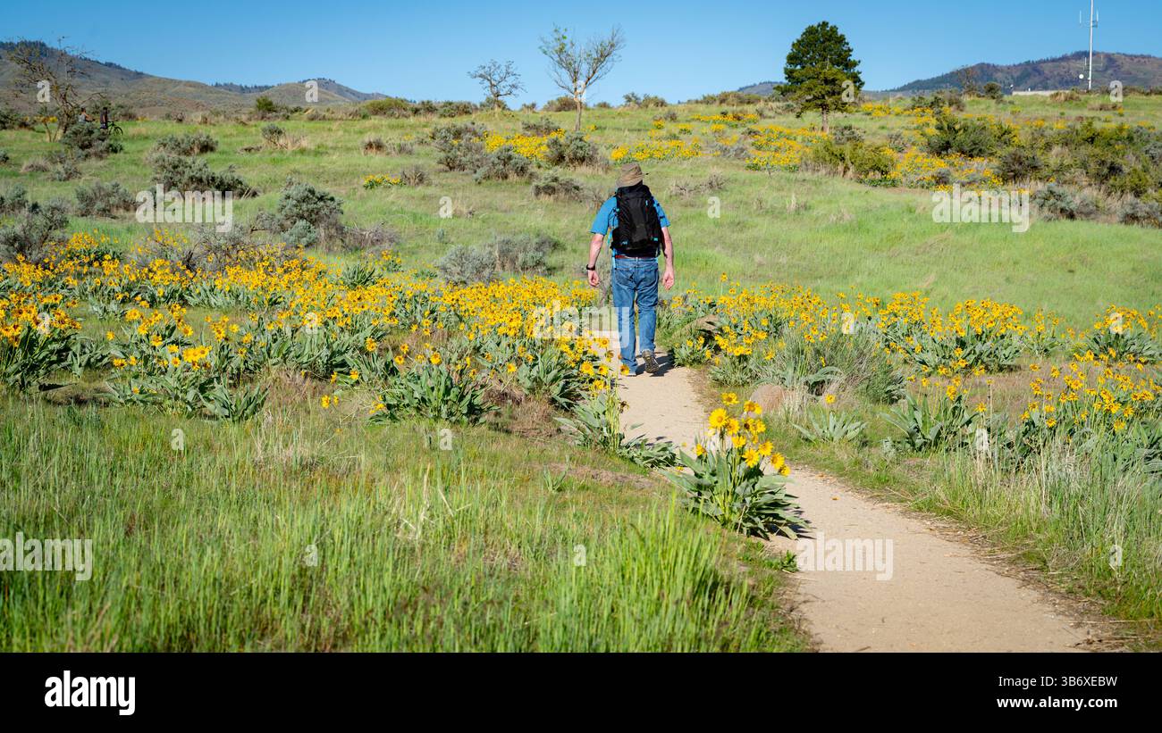 L'uomo con uno zaino cammina attraverso i fiori selvatici Foto Stock