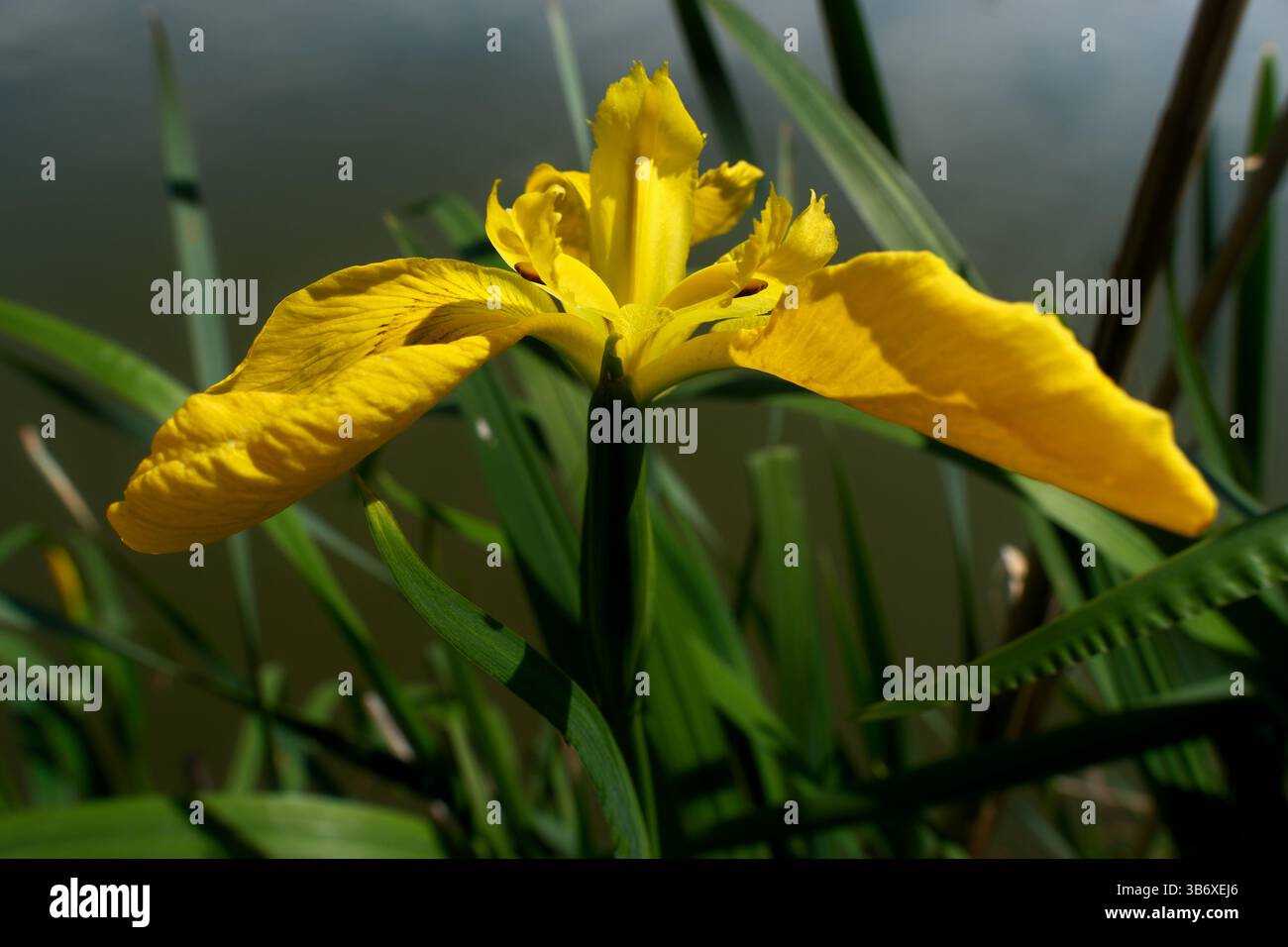 Iris pseudacorus, noto anche come Iris giallo. Fiore di Iris giallo sullo sfondo delle foglie verdi Foto Stock