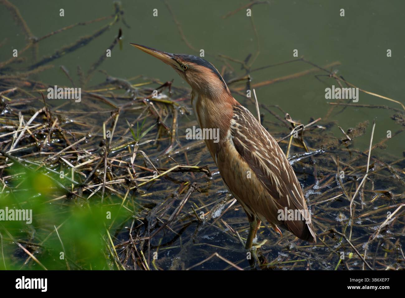Piccolo amaro (Ardeola bitterna) nel suo habitat naturale. L'uccello si trova sulla riva di un lago Foto Stock