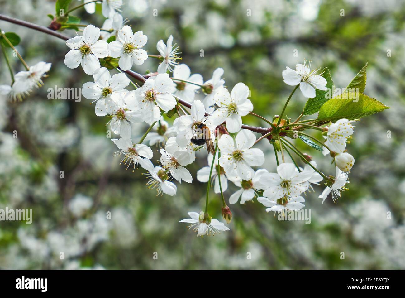 Primo piano di un bumblebee seduto su un melo in fiore Foto Stock