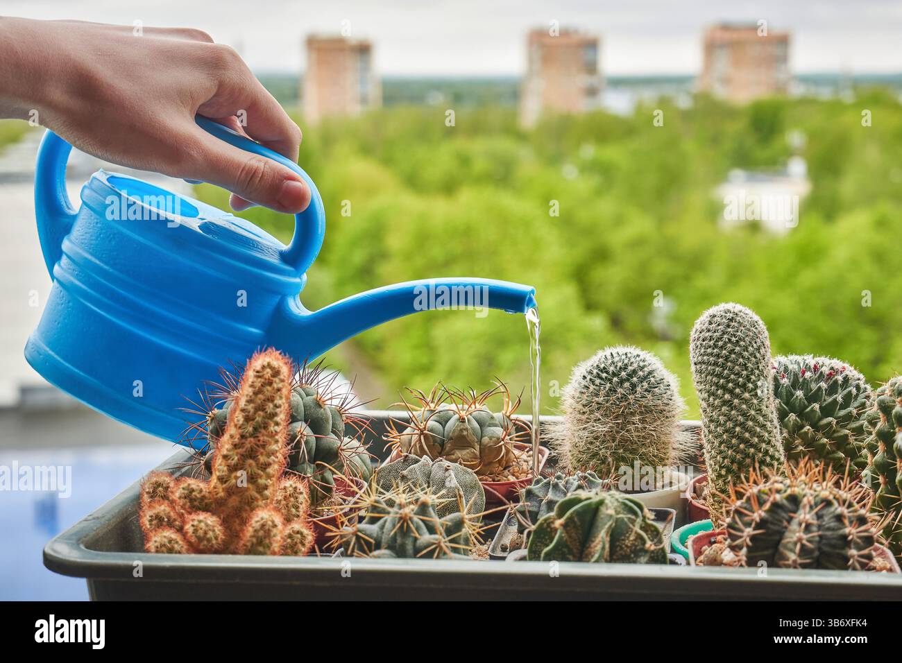 Primo piano di cactus da annaffiare a mano da donna Foto Stock