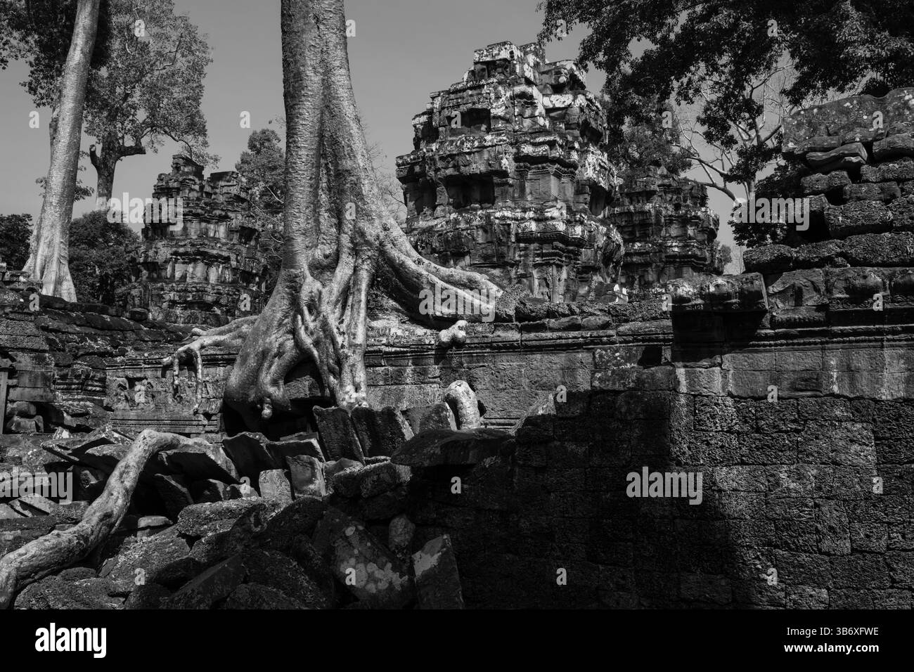 Le radici degli alberi crescono tra le rovine del tempio di Ta Prohm, Siem Reap, Cambogia Foto Stock