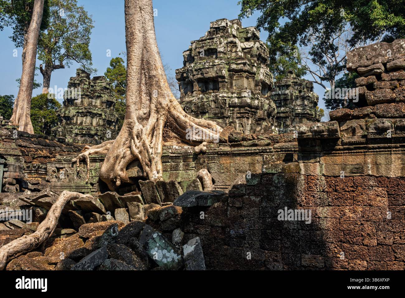 Le radici degli alberi crescono tra le rovine del tempio di Ta Prohm, Siem Reap, Cambogia Foto Stock