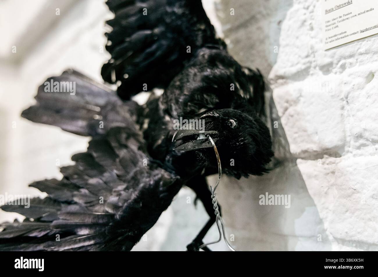 2 maggio 2025 - Taxidermy Crow di Beata Ostrowska, serata di apertura per la mostra collettiva d'arte surrealista l'Age D'Or, Hoxton Arches, Londra, Inghilterra Foto Stock