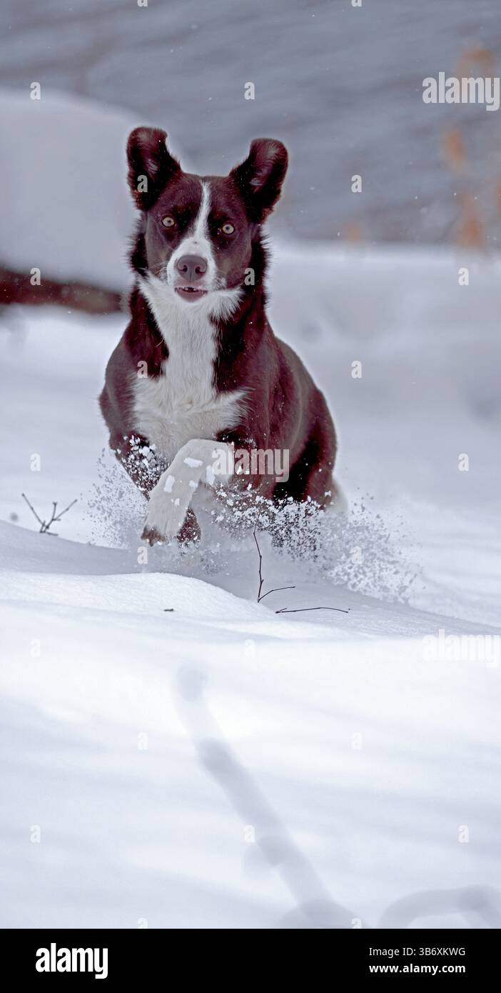 Chocolate Border Collie, giocando, donna, Maryland Foto Stock